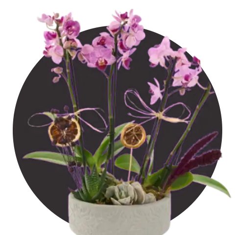 Orkideler