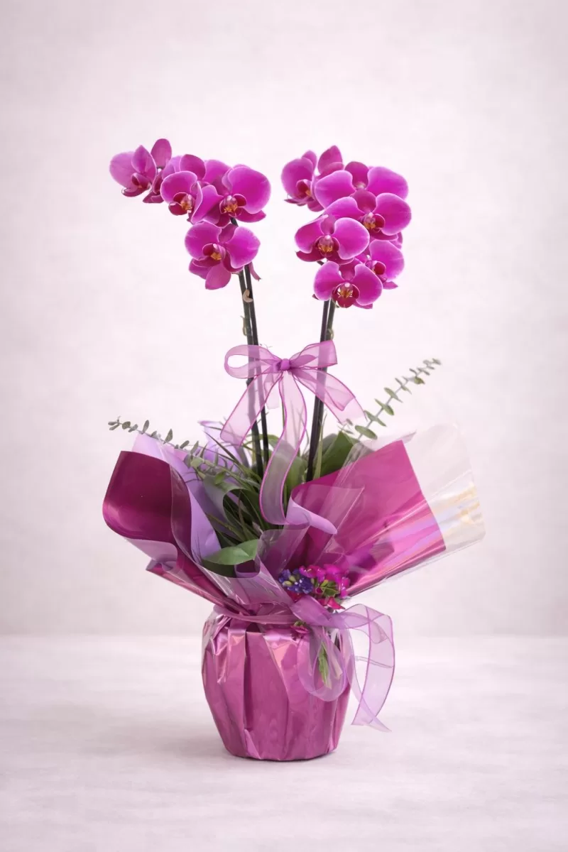 Şık Fuşya Orkide