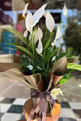 Spatifilyum Barış Çiçeği