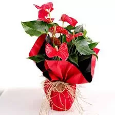 Antoryum Saksı Çiçeği