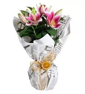 Pembe Lilyum Saksı Çiçeği