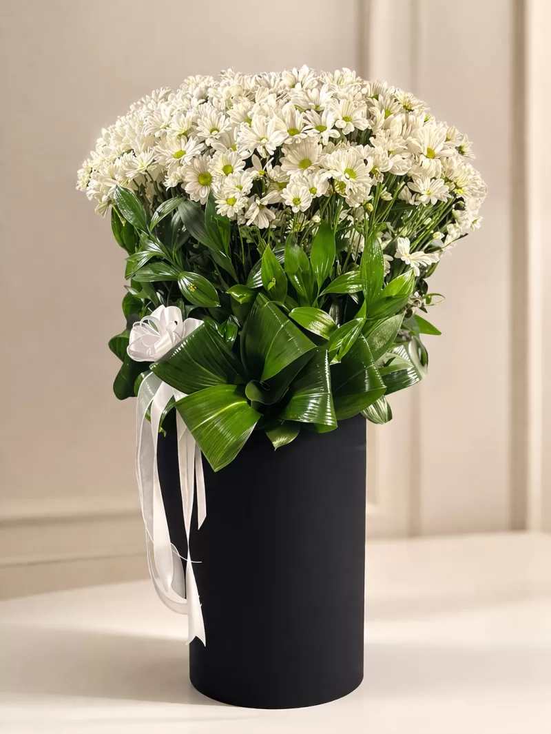 Siyah Dev Kutuda İthal Papatya