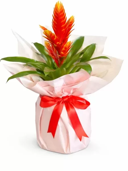 Vriesea Saksı Çiçeği