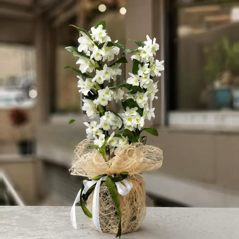 Beyaz Dendrobium Orkide