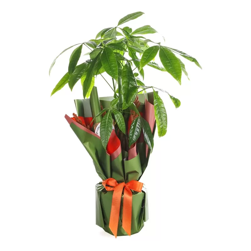 Pachira Para Çiçeği 