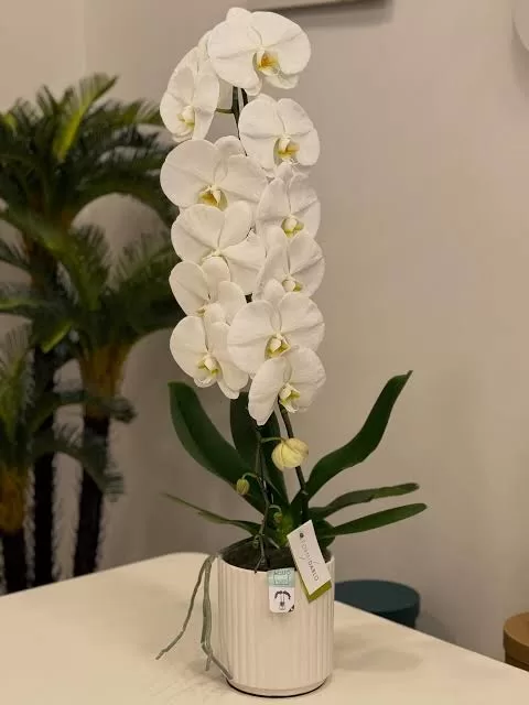 Premium Şelale Orkide