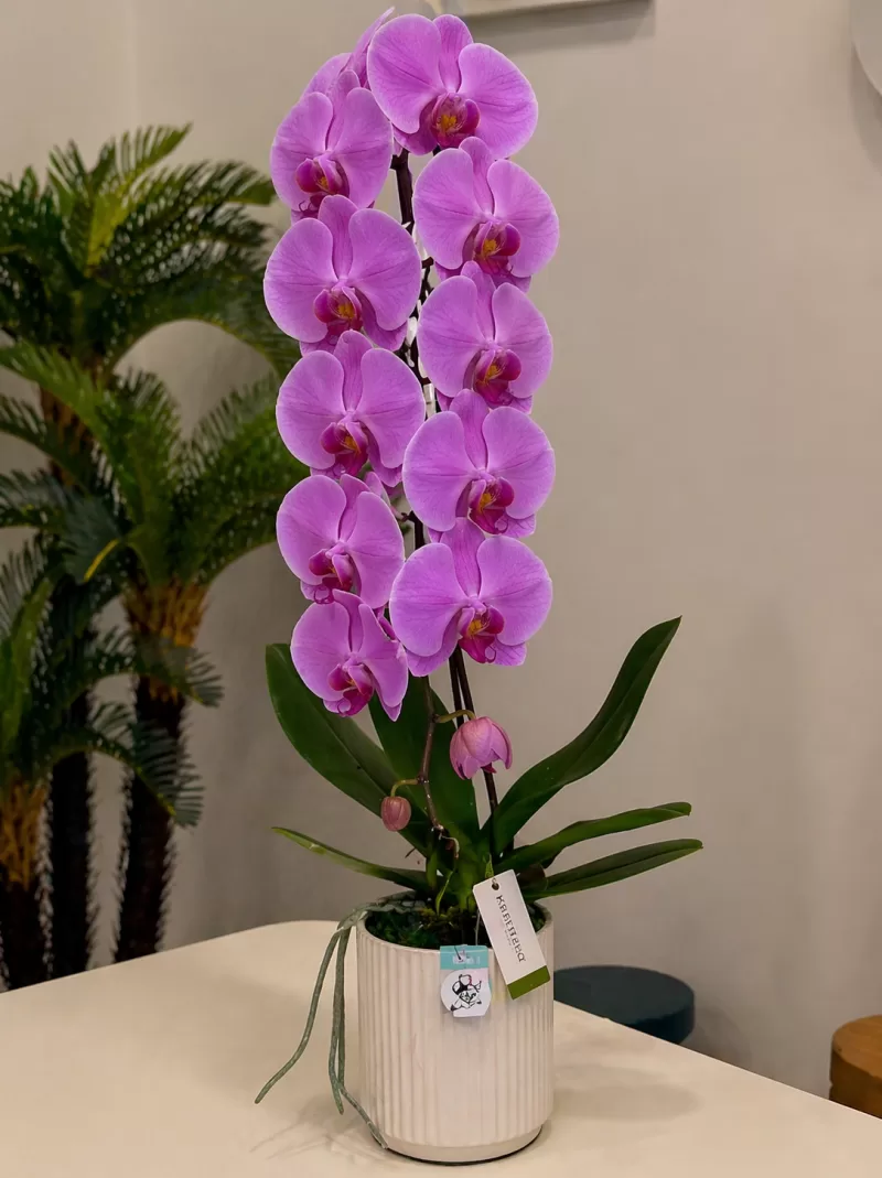 Premium Fuşya şelale Orkide