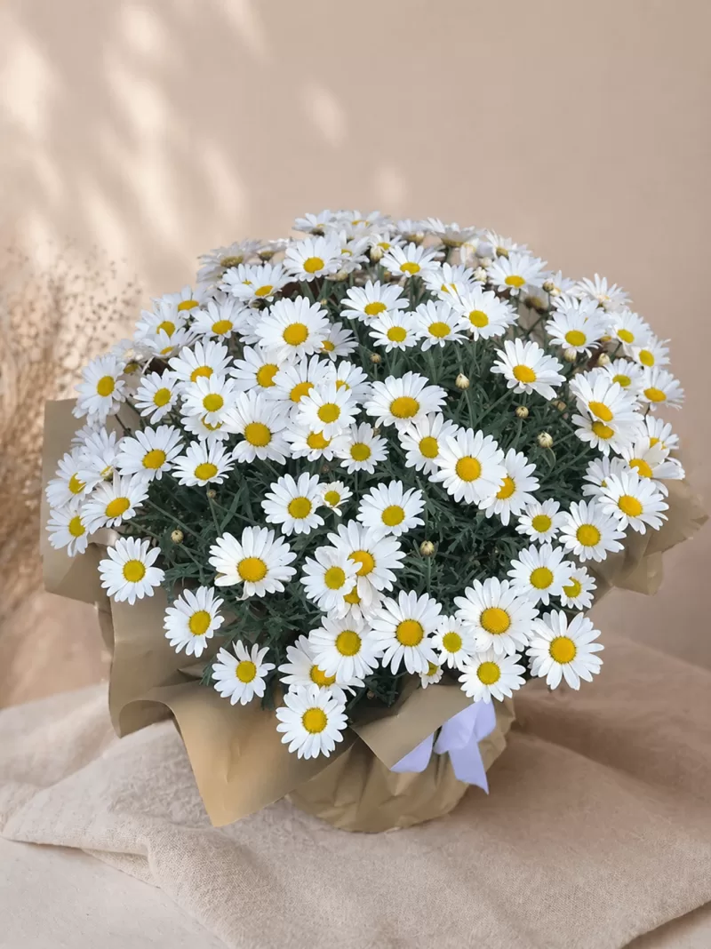     Canlı papatya saksı çiçeği